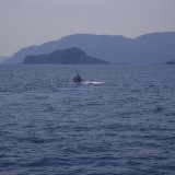 クジラでた。。鯨。。。カメもいたよ(*‘∀‘)