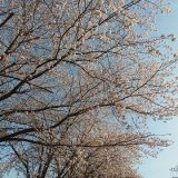 🌸春🌸
