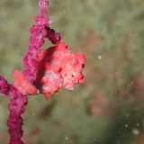 霜月はアドバンスからスタート✨