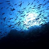 🎍年末年始のご案内🎍